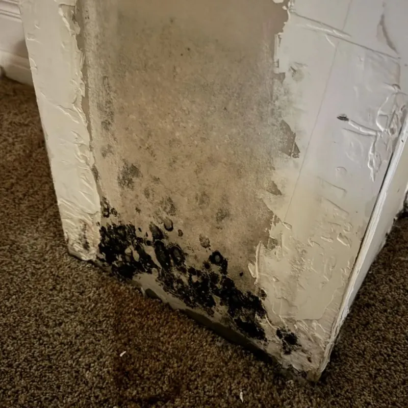 Professional Mold Removal in Cottage Grove, OR